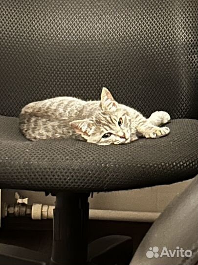 Котенок в дар