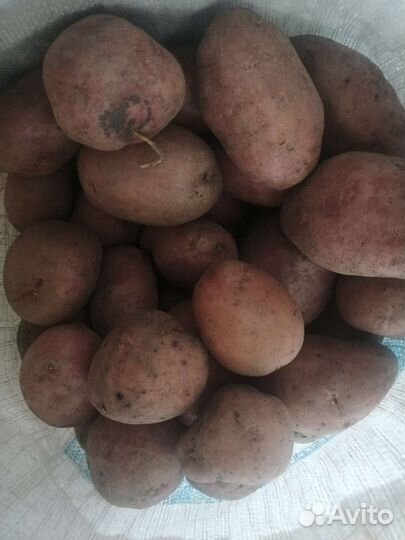 Семенной картофель