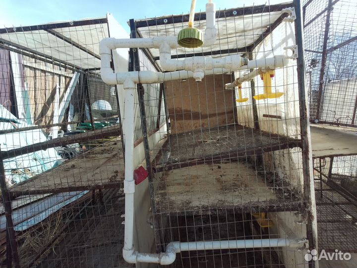 Клетки для несушек