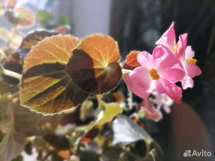 Пеперония, бегония, каланхой