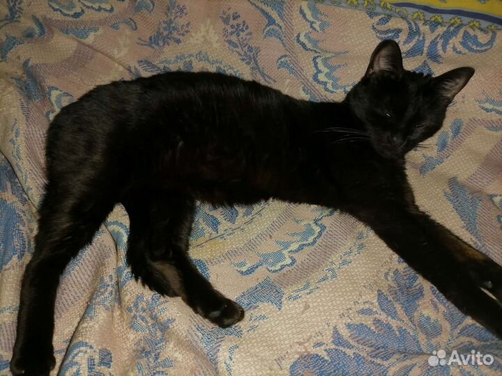 Кошки мейн-кун