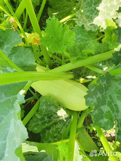 Кабачки и тыквы на семена