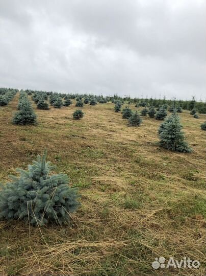 Ель голубая с доставкой
