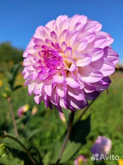 Георгины клубни