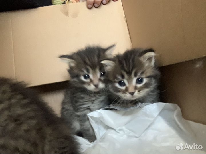 Котята в добрые руки даром