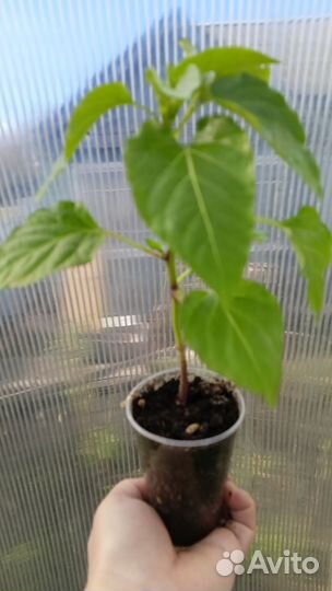 Рассада помидор и перца