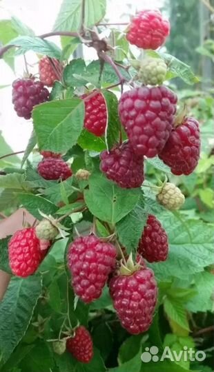 Саженцы ремонтантной малины