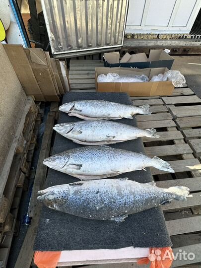 Рыбалка семга