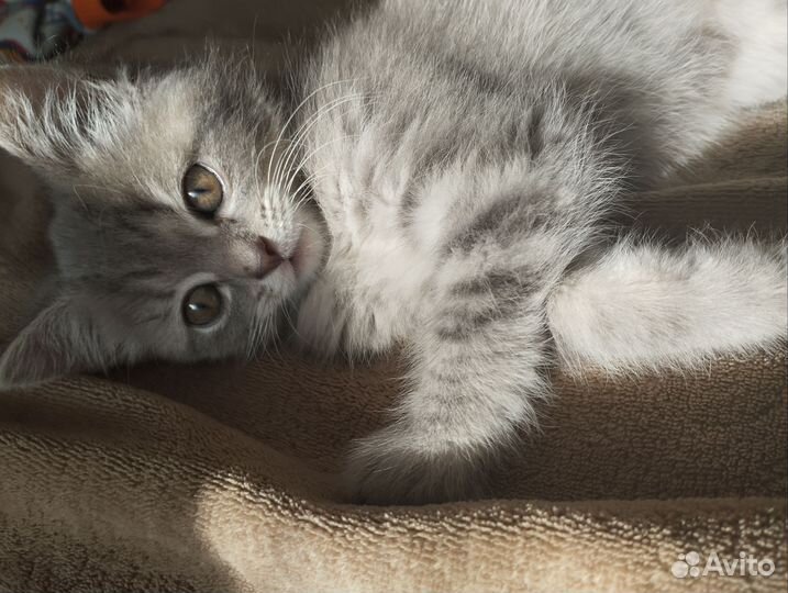 Кошка
