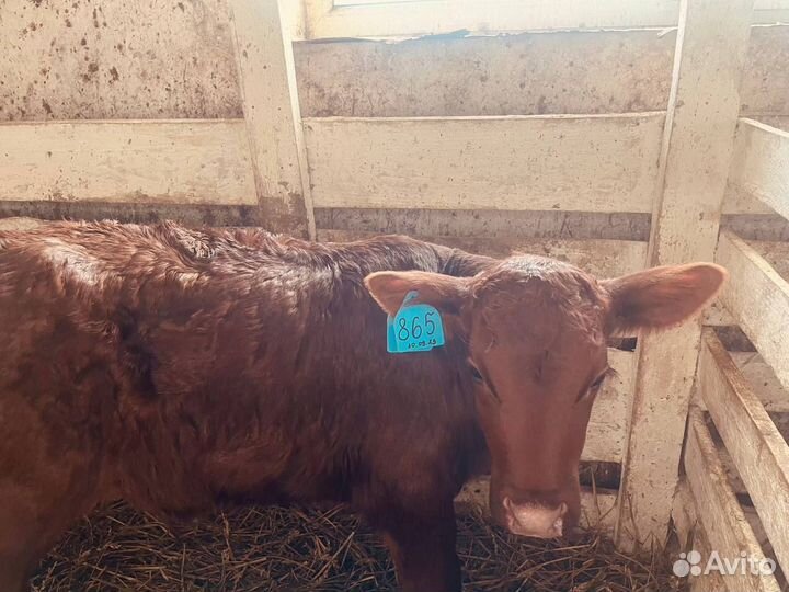 Телята бычки телки быстрая доставка