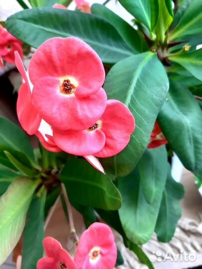 Молочай миля крупноцветковый