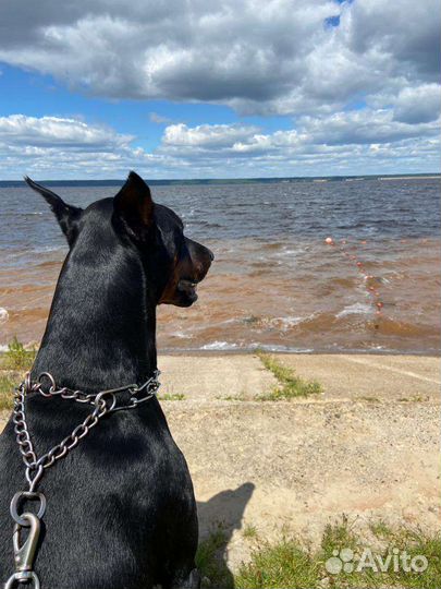 Доберман (вязка )