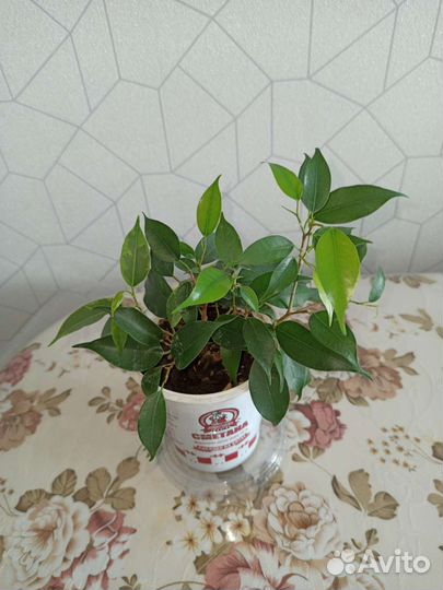 Фикус бенджамина