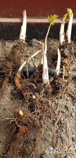 Стебли - ревень, любисток