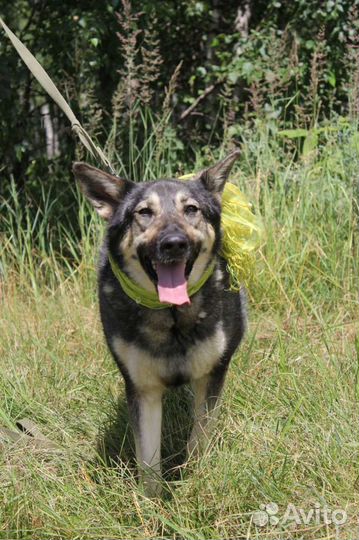 Ариэль, собака из приюта Некрасовка