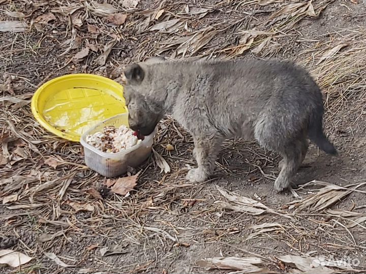 Щенок 1,5 месяца