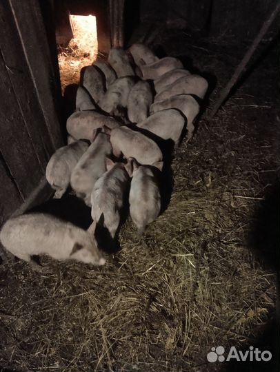 Поросята русская белая