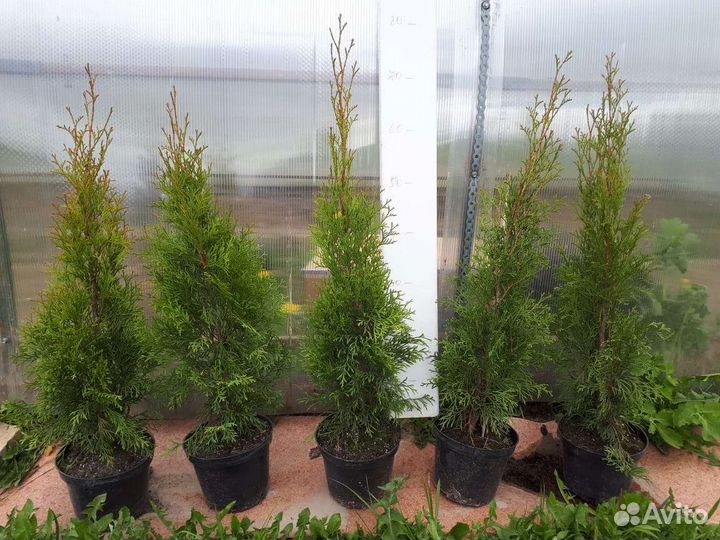 Западная туя 