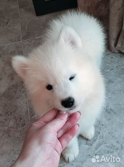 Щенки самоеда