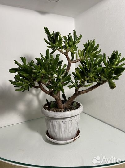 Крассула Коралл, крассула Блю берд (синяя птица)