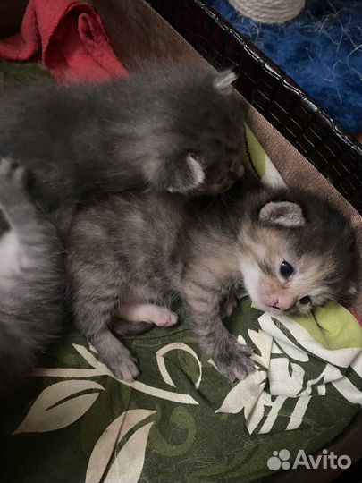 Отдам котенка в добрые руки