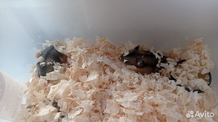 Бесплатно джунгарские хомячки