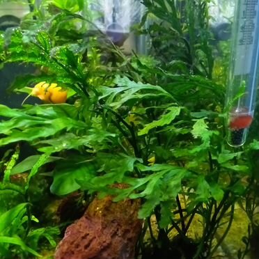 Аквариум кубик 17 л