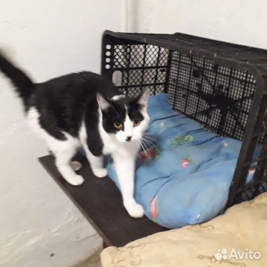 Хранительница домашнего очага