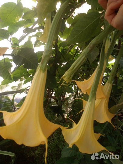 Бругмансия