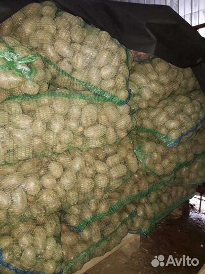 Картофель свежий урожай