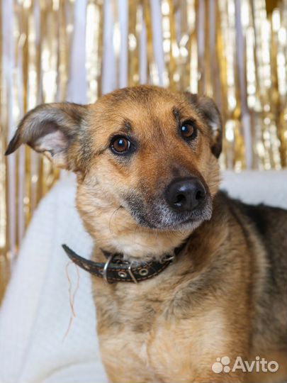 Собака-умница в добрые руки