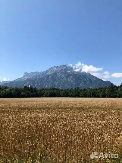 Зерно пшеница фураж, гречиха. опт