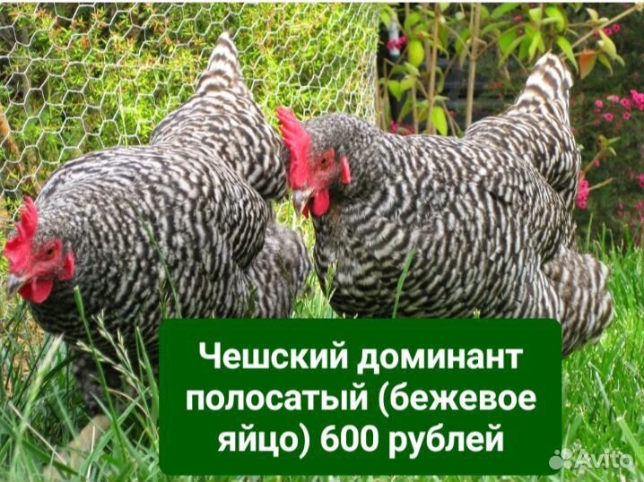 Куры молодки несушки В Утечино 2 км от Н.Новгорода