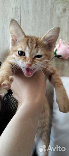 Котенок девочка