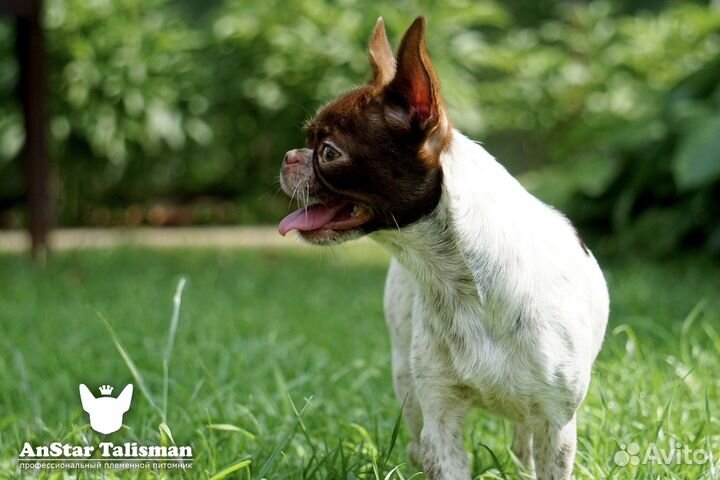 Питомник Чихуахуа