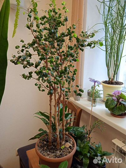 Фикус бенджамина барок