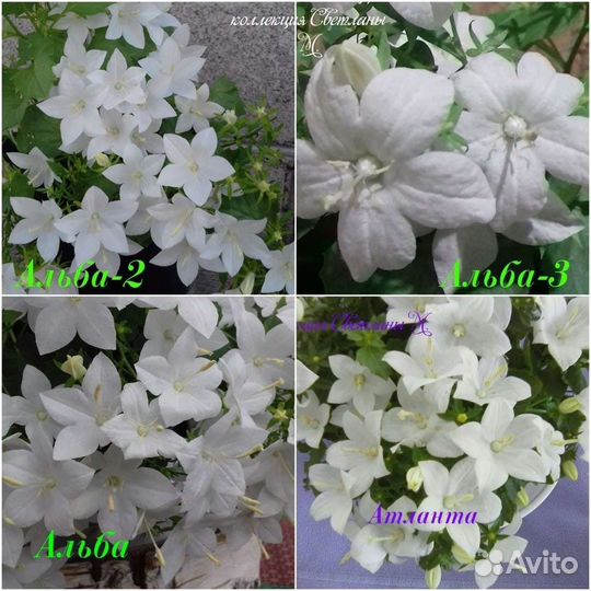 Кампанула (жених, невеста, любовник)