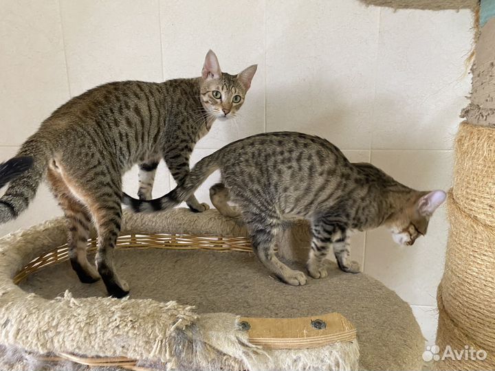 Саванна шикарные котята