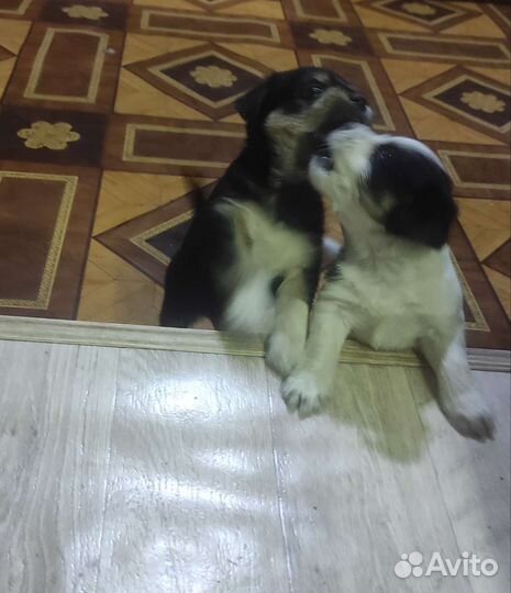 Щенки Метисы маленькой пароды собак