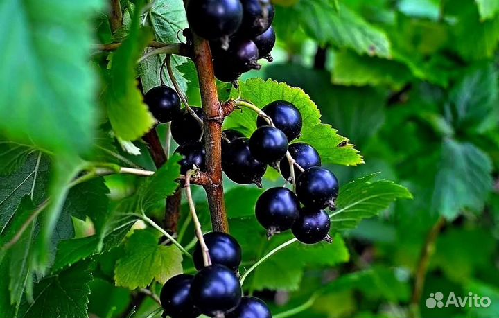 Куст смородины красная черная белая