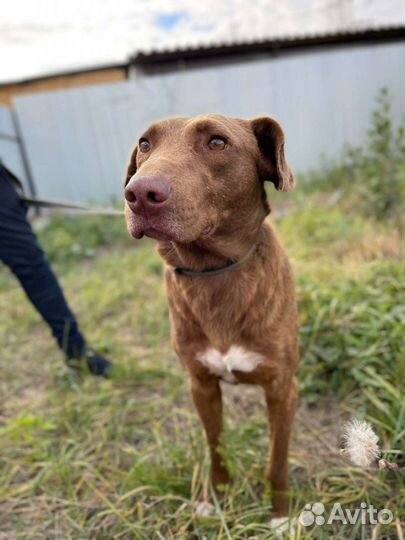 Фенотип бей- ретривера