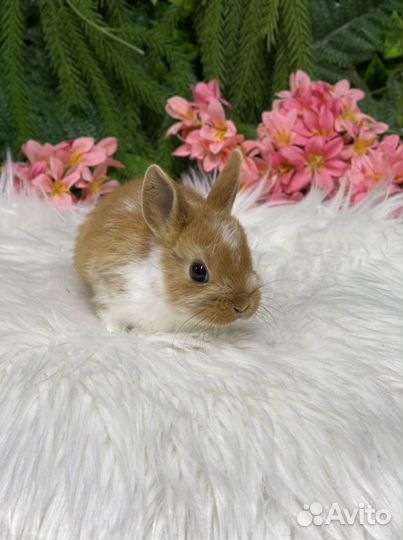 Цветной карлик