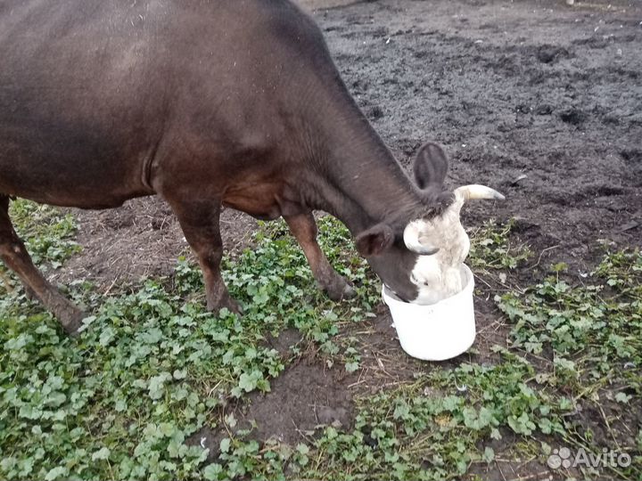 Продам корову