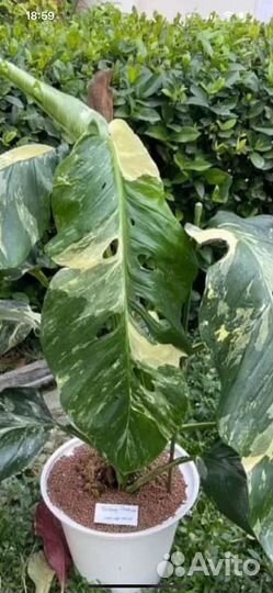 Комнатные растения на срез