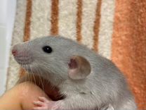 Крысята Дамбо ушастые с клеткой