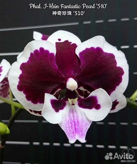 Орхидея фаленопсис I-Hsin Fantastic Pearl '510'