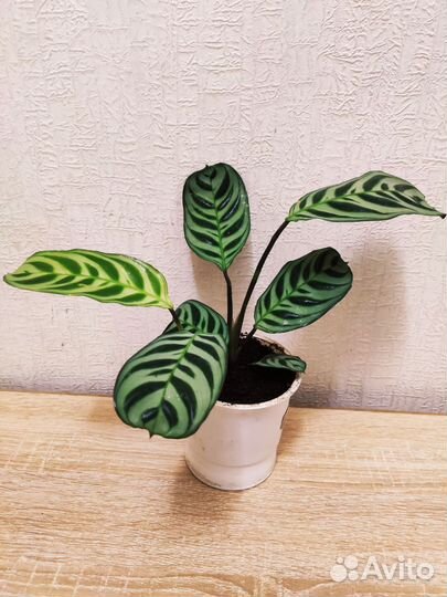 Ктенанта Бурле Маркси