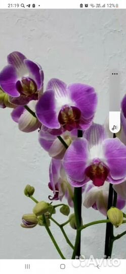 Орхидея фаленопсис Хазард, Compilation, Pobre