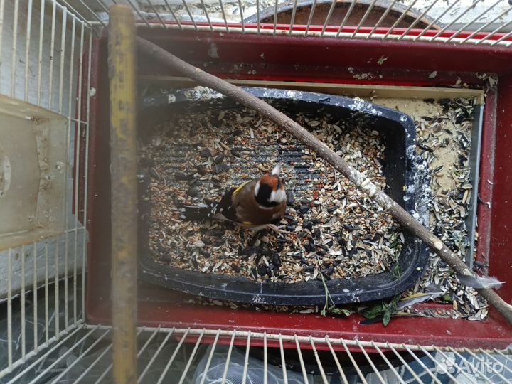 Продам щегла