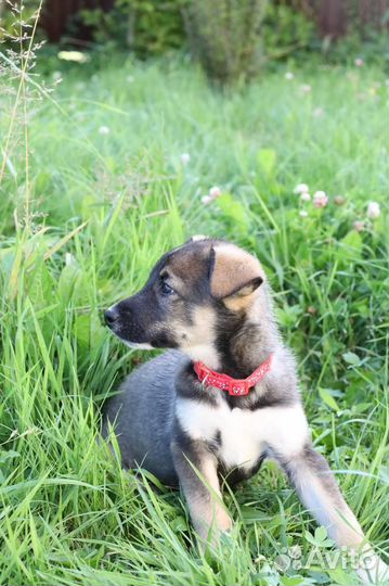 Щенки мальчики